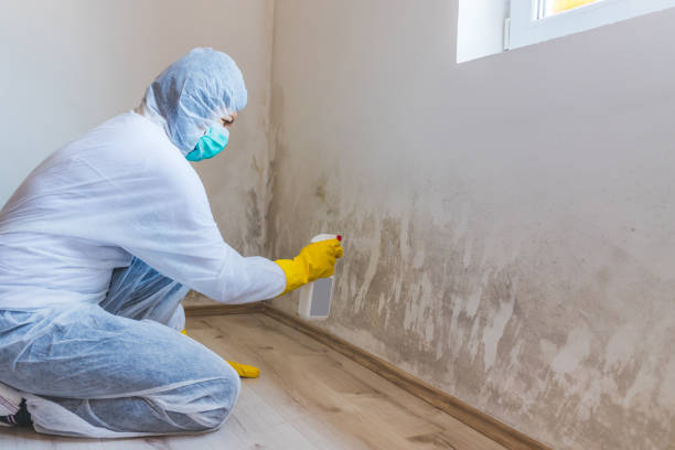 Licensed Mold Remediation service in Durham, NC - WQB Mold Removal